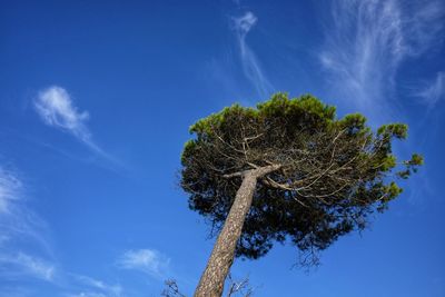 Pine isolated bent by the wind