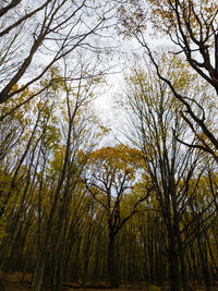 Low angle view of trees in forest
