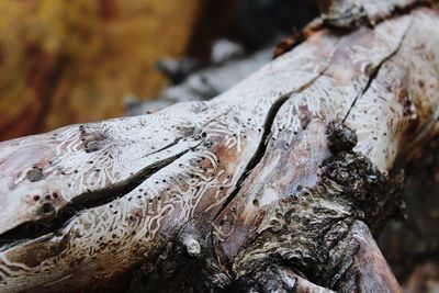 Close-up of tree trunk