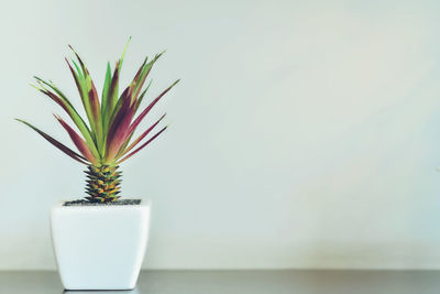 Close-up of potted plant on table