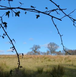 Bare trees on field against blue sky