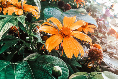 Close-up of orange flowering plant