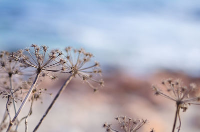 Close-up of cherry blossom against sky