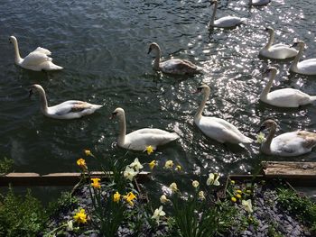 High angle view of swans swimming on lake