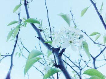 Low angle view of flowers on branch