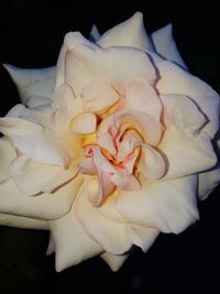 Close-up of white rose against black background