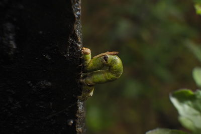 Close-up of insect on leaf against blurred background
