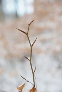 Close-up of dry plant on field