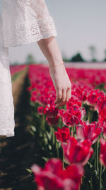 Close-up of red flowering plants