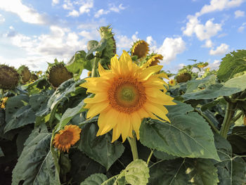 Close-up of sunflower against sky