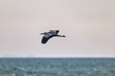 Seagull flying over sea against sky