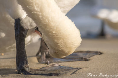 Close-up of swan