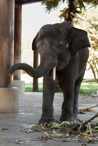 Elephant standing by tree
