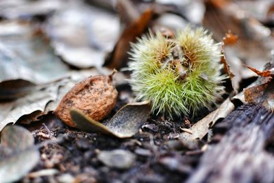 Close-up of cactus plant