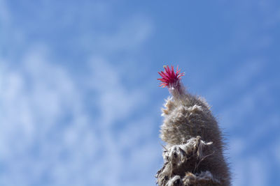 Low angle view of bird against sky