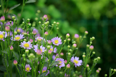 Close-up of pink flowers