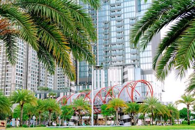 Palm trees and modern buildings in city