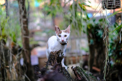 Portrait of cat