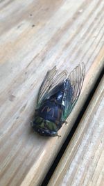High angle view of fly on wooden table