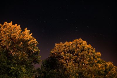 Low angle view of trees against sky at night