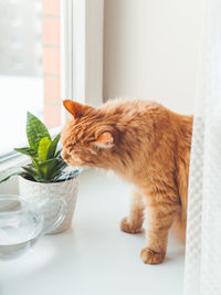 Cute ginger cat sniffs houseplant. flower pot with sansevieria. fluffy pet smells succulent plants.