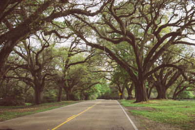 Road amidst trees in forest