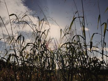 Plants growing on landscape