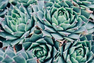 Full frame shot of succulent plant