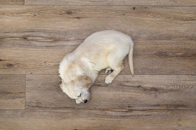 The golden retriever puppy sleeping on modern vinyl panels in the living room of the house, top view