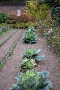 High angle view of vegetables in garden