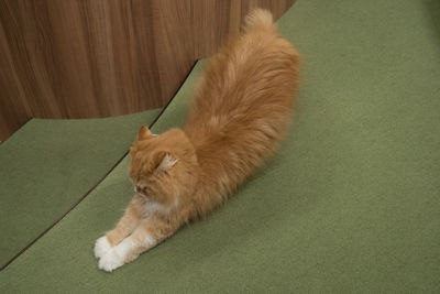 High angle view of ginger cat sitting at home