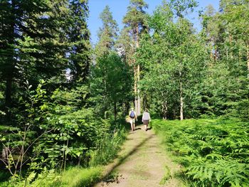 Rear view of people walking on road amidst trees in forest