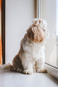 pet