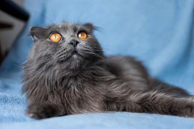 Close-up portrait of a cat