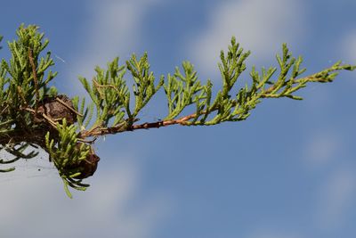 Low angle view of plant against sky