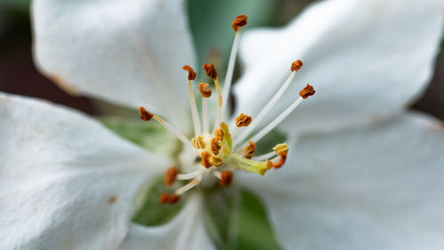 Close-up of white flowering plant