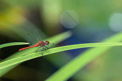 Close-up of insect on leaf