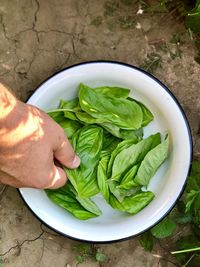 Directly above shot of person holding salad