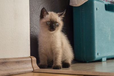 Portrait of cat sitting on table at home