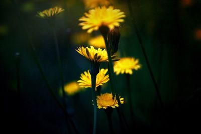 Close-up of yellow flowers blooming outdoors