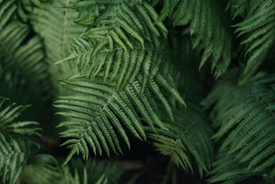 Green fern leaves