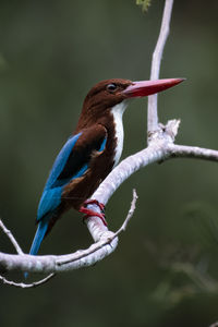 My favourite place is anywhere i can look up at birds.