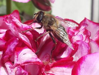 Close-up of bee on pink flower