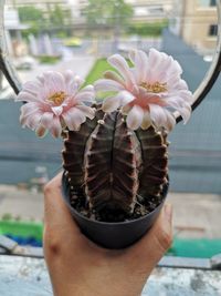 Close-up of hand holding white flowering plant