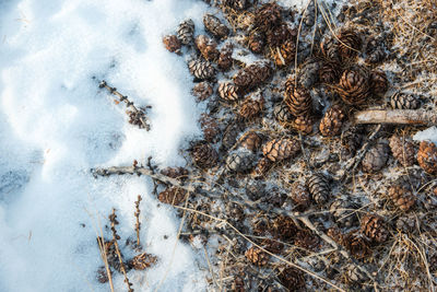 Pine cones spread out on a ground