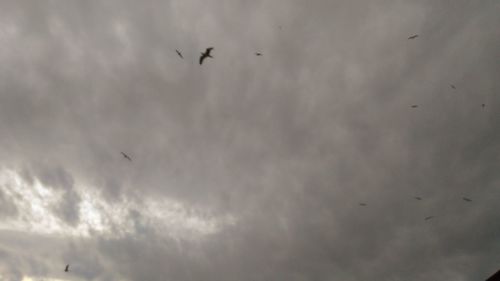 Low angle view of birds flying in sky