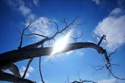 Low angle view of bare tree against sky