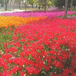 Red flowers blooming on landscape