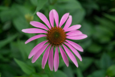 Close-up of pink flower