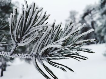 Close-up of snow covered pine tree